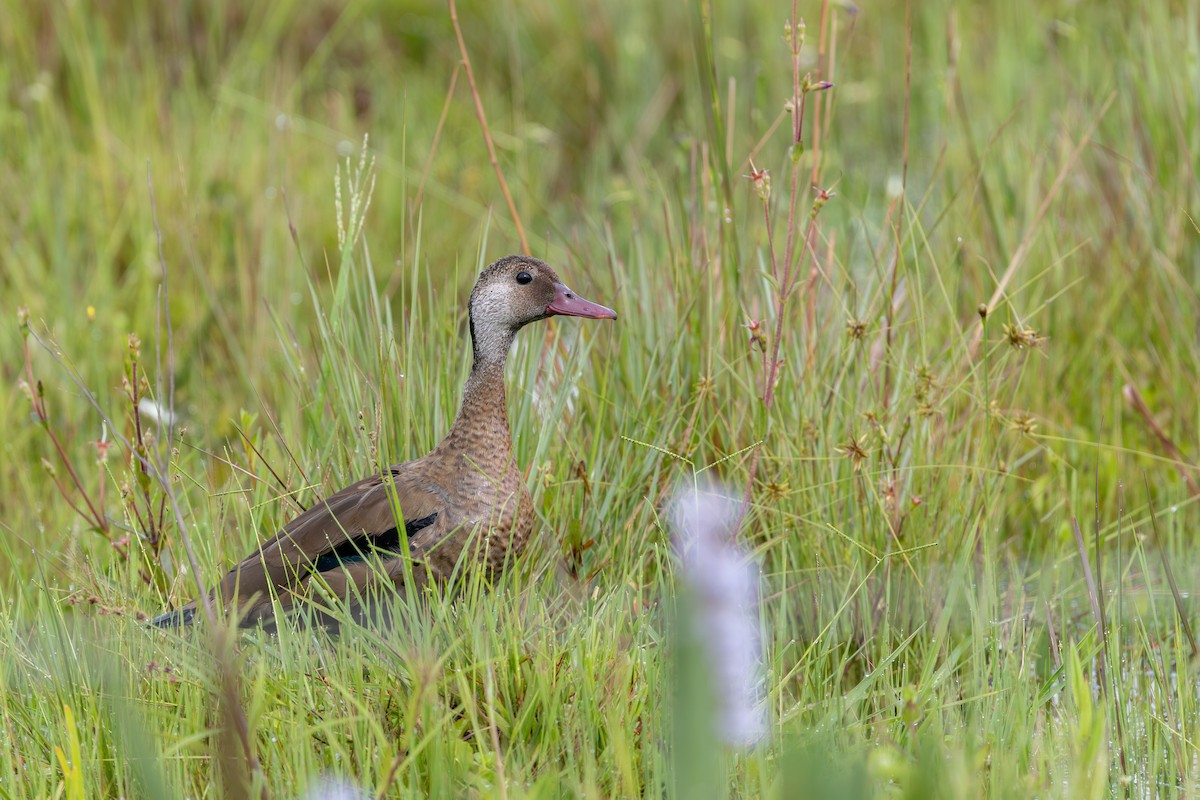 Brazilian Teal - ML644986766