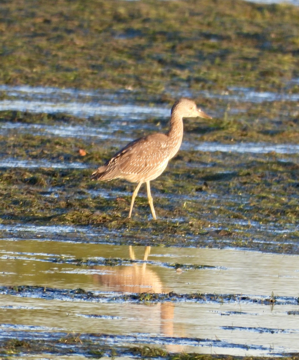 Yellow-crowned Night Heron - ML644986777