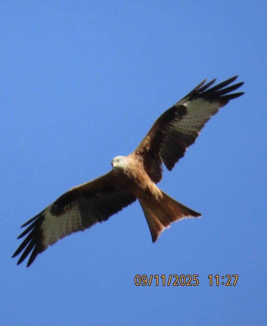 Red Kite - ML644986796