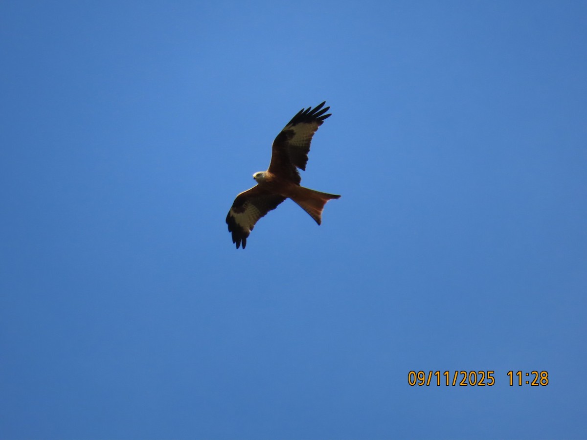 Red Kite - ML644986797