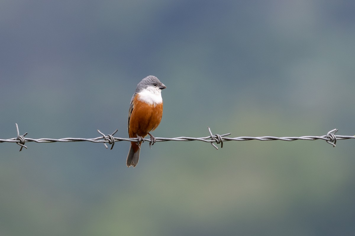 Marsh Seedeater - ML644986798