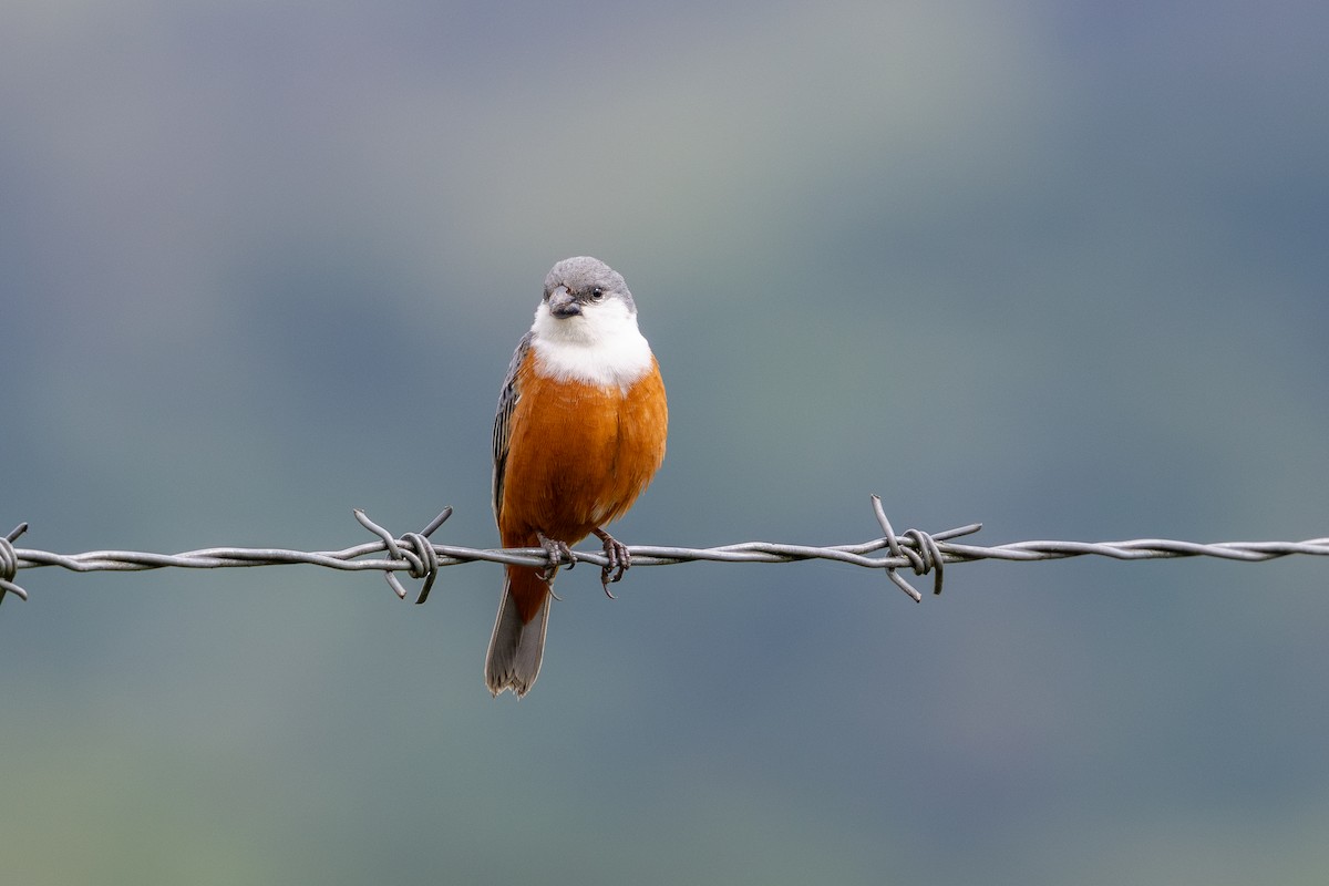 Marsh Seedeater - ML644986799