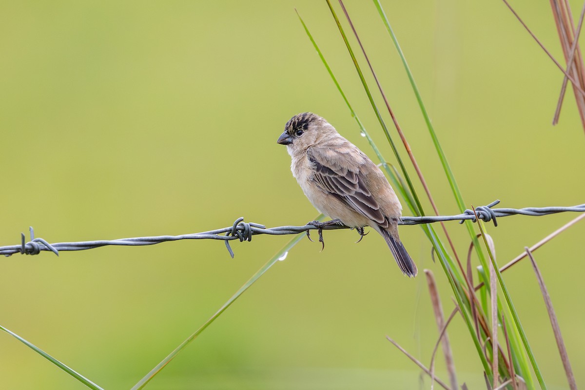 Pearly-bellied Seedeater - ML644986804