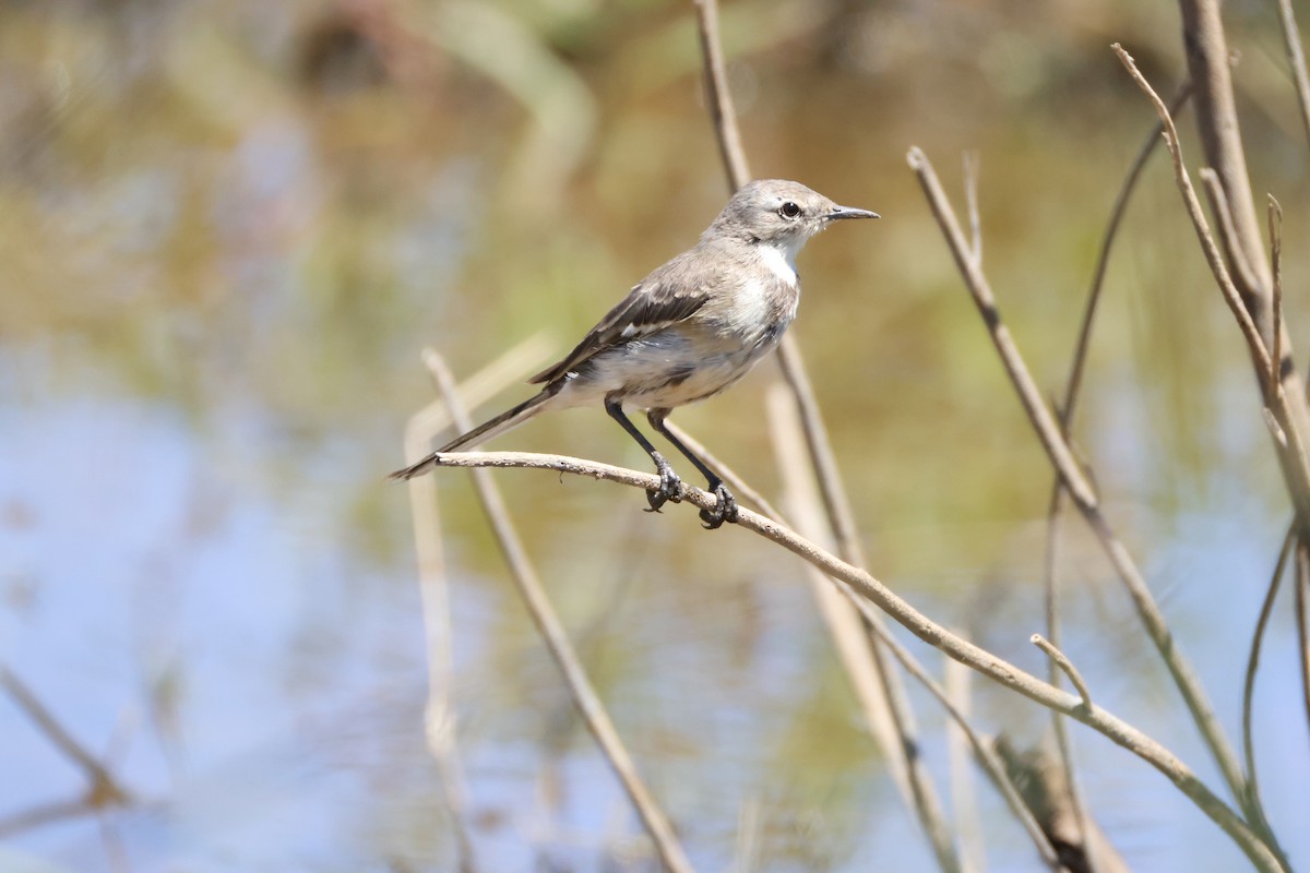 Cape Wagtail - ML644986805