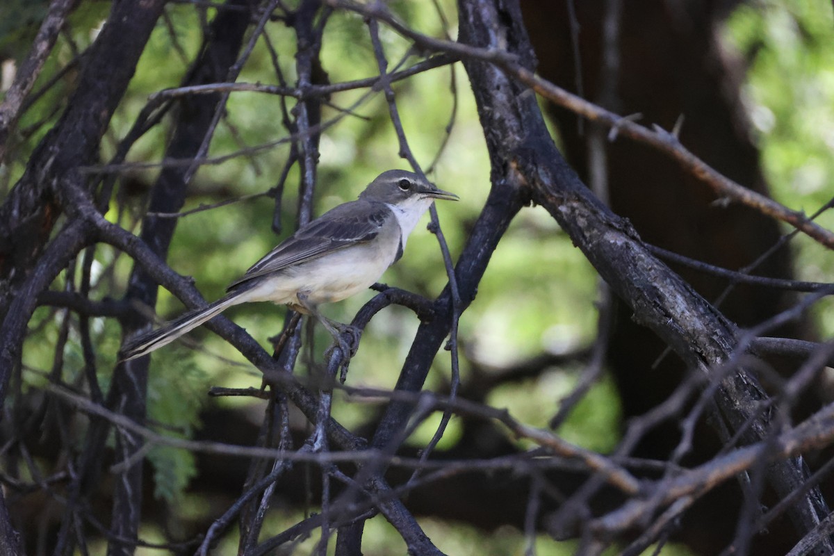 Cape Wagtail - ML644986807