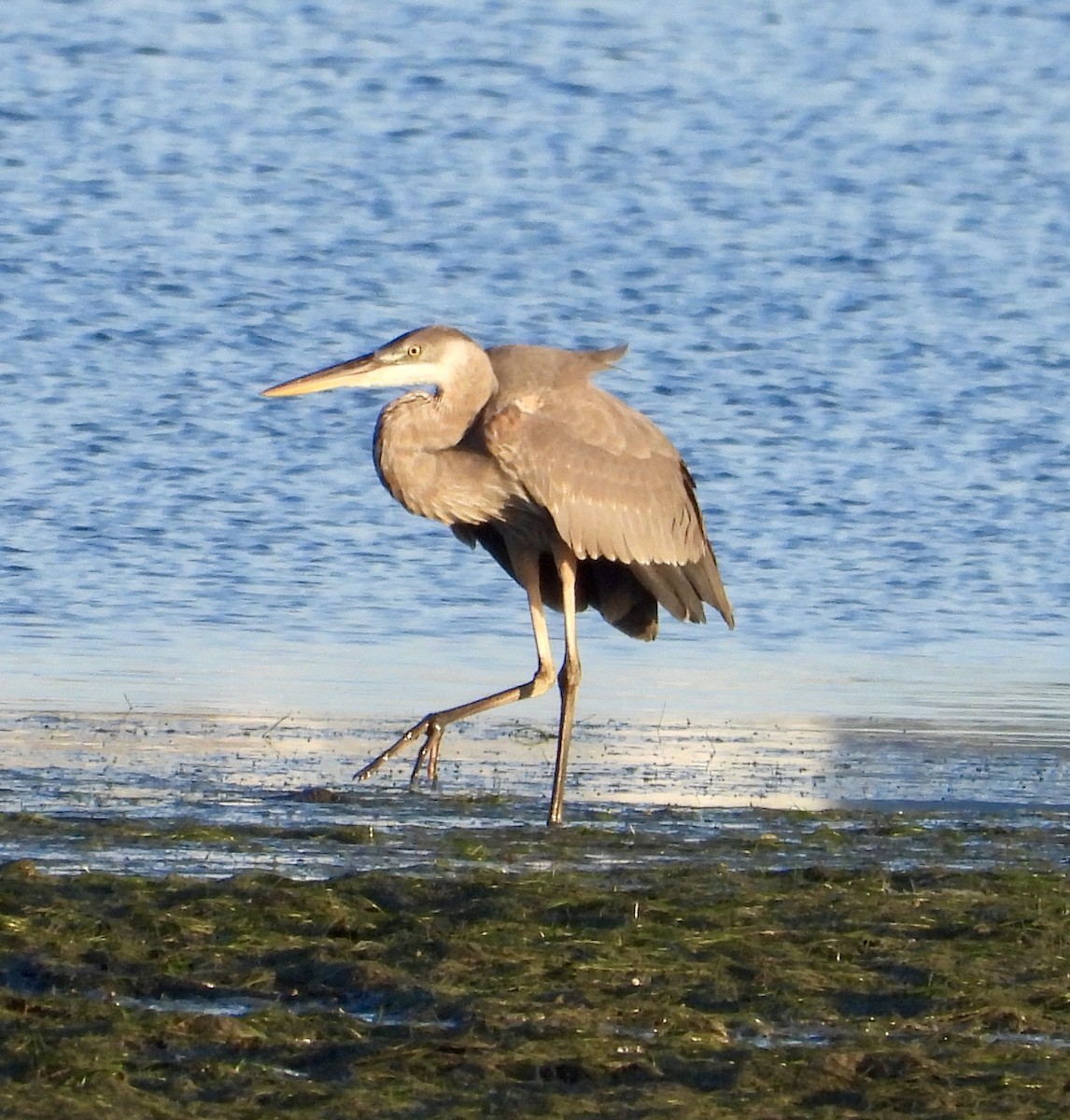 Great Blue Heron - ML644986851