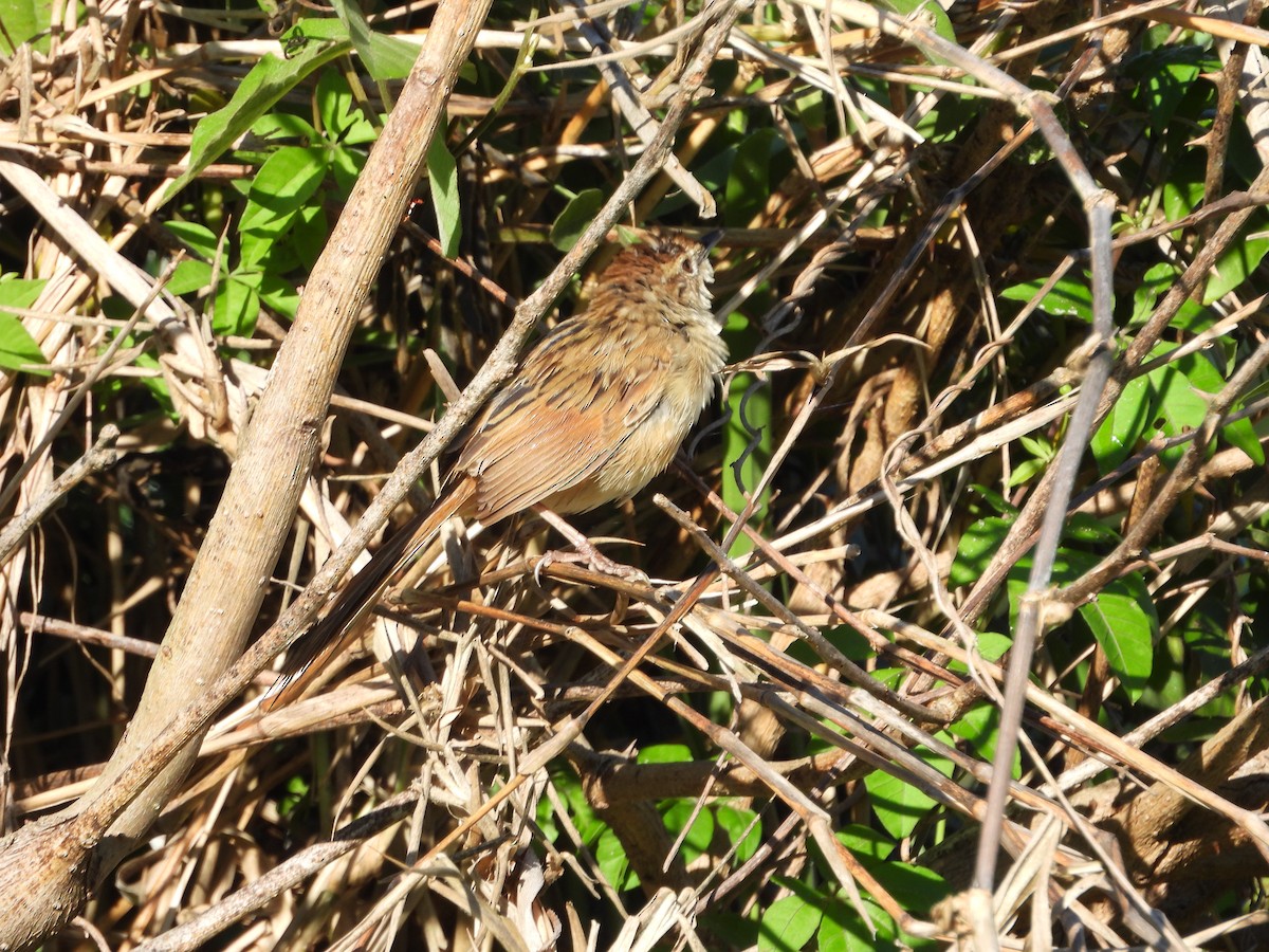 nymfesanger - ML644986868