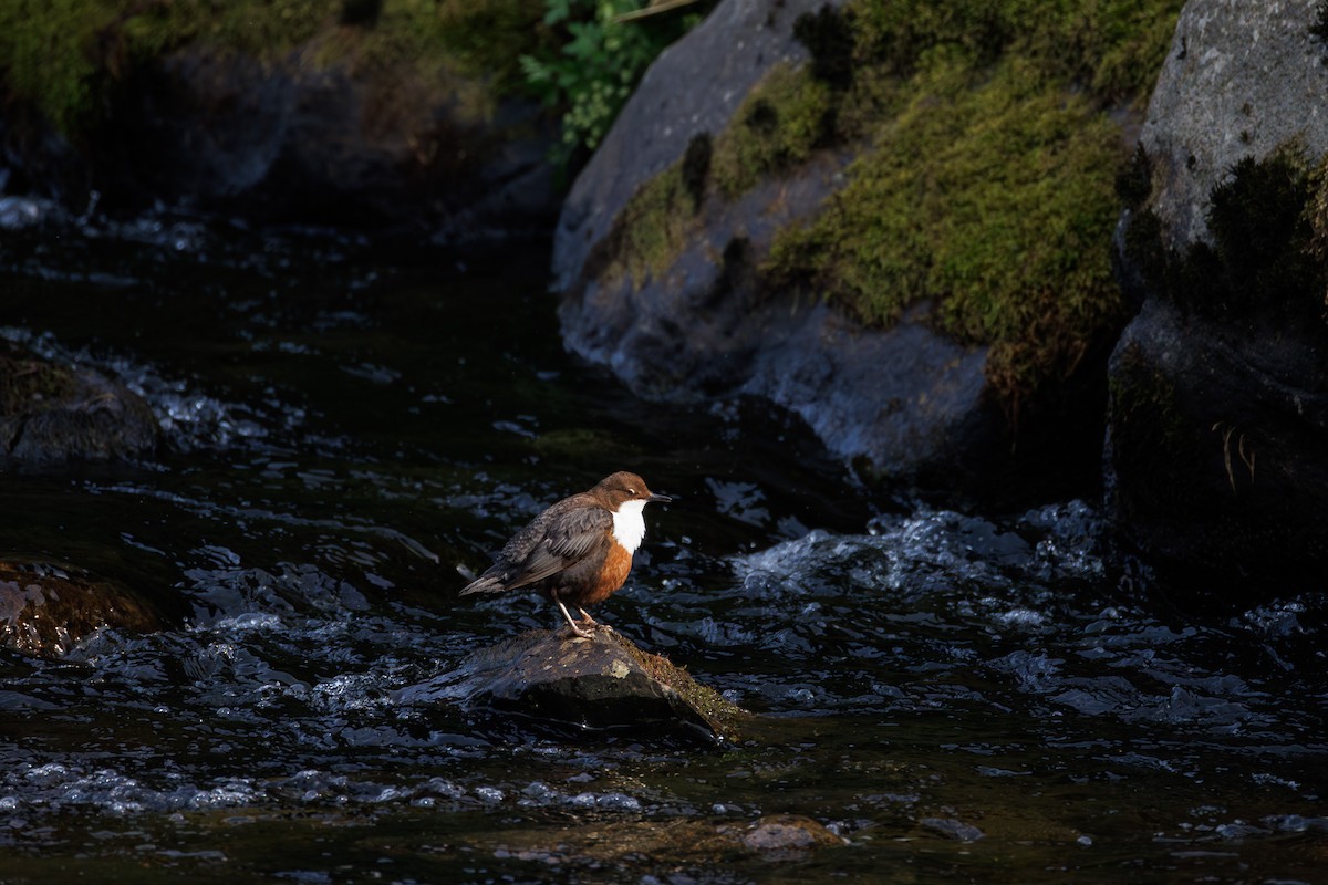 אמודאי הנחלים - ML644986873