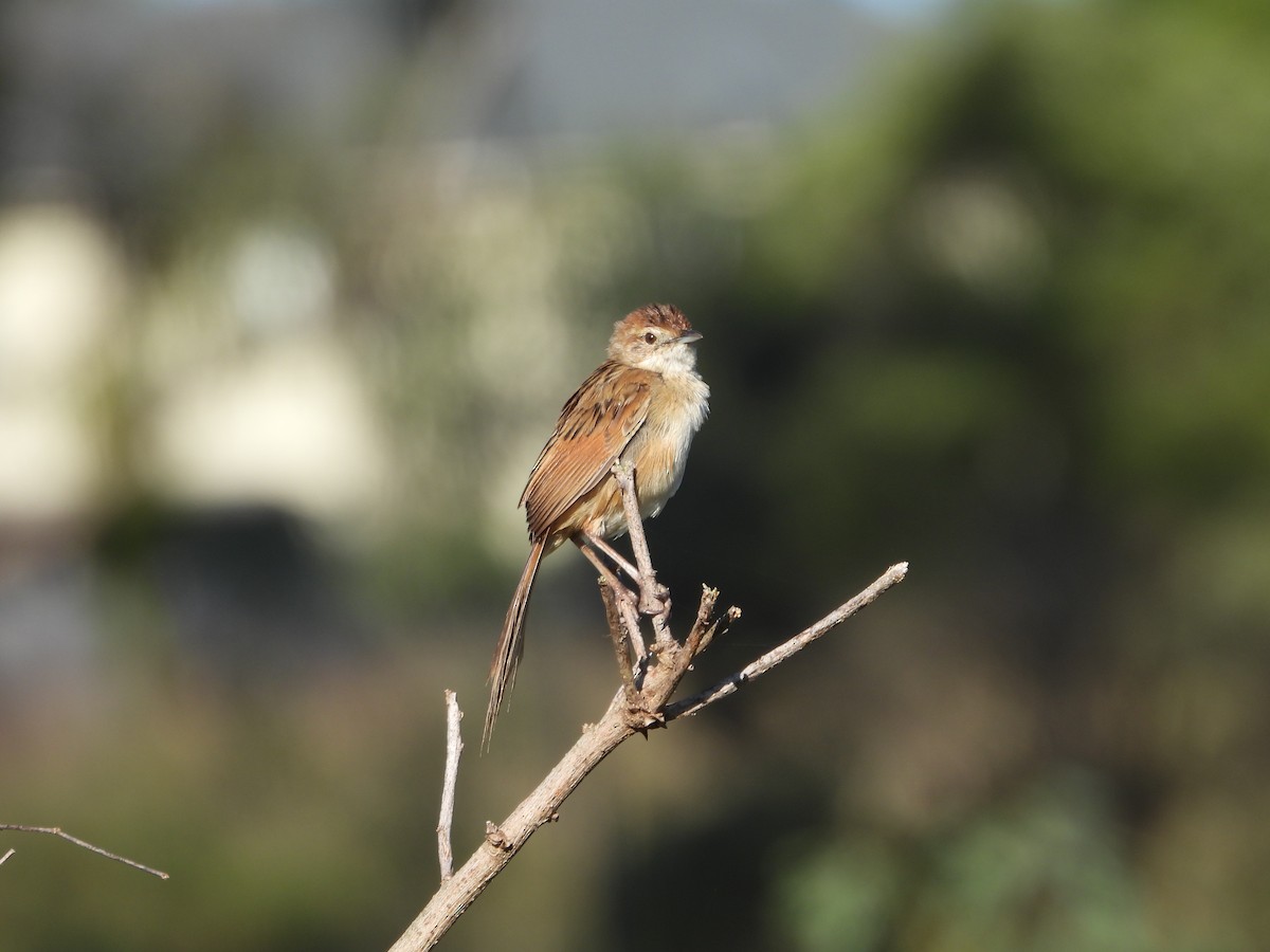 nymfesanger - ML644986889