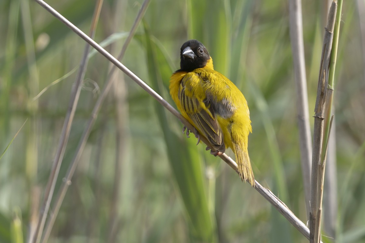 Black-headed Weaver - ML644986891
