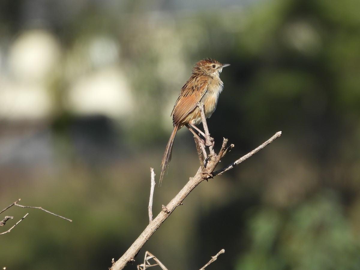 nymfesanger - ML644986899