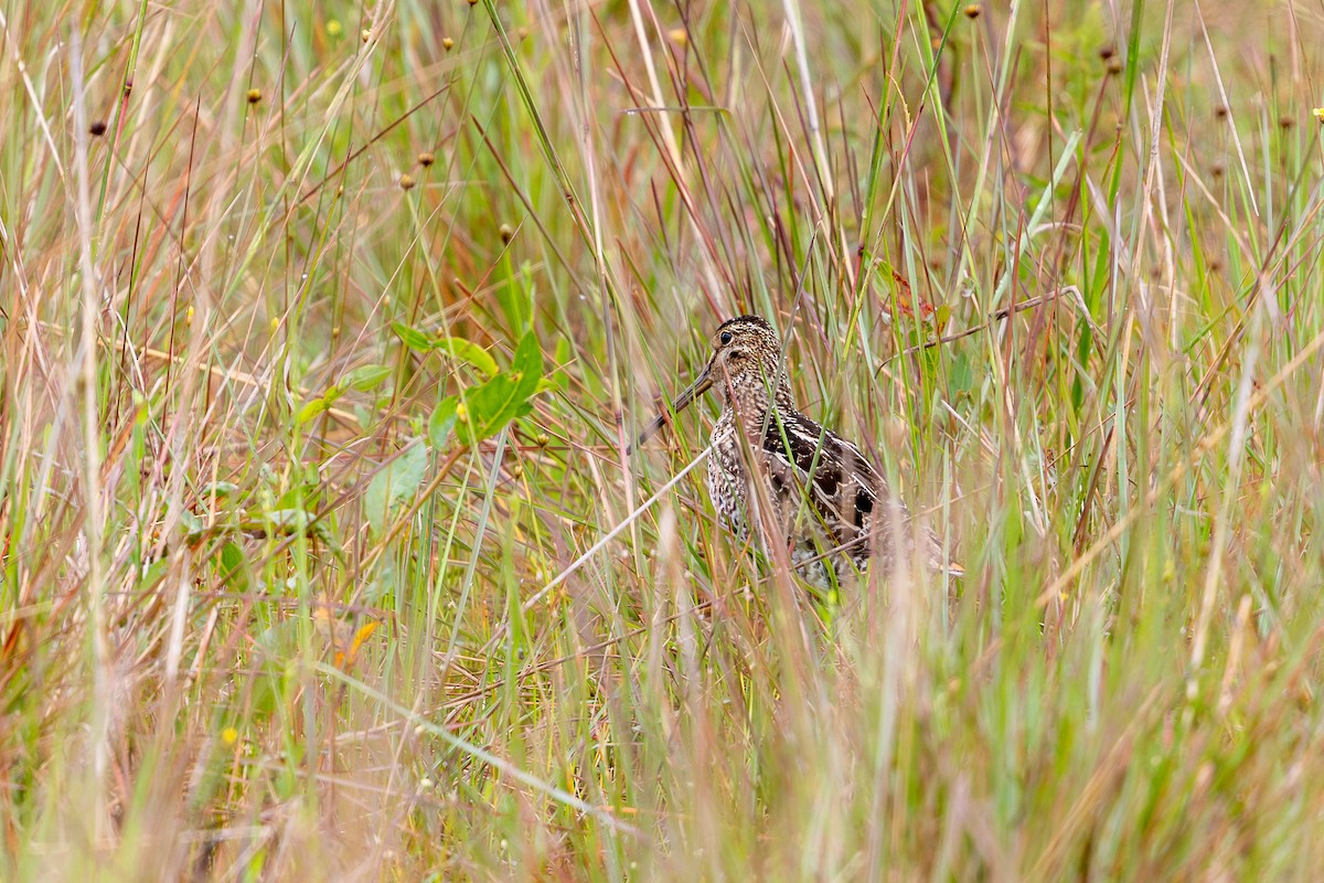 Pantanal Snipe - ML644986904