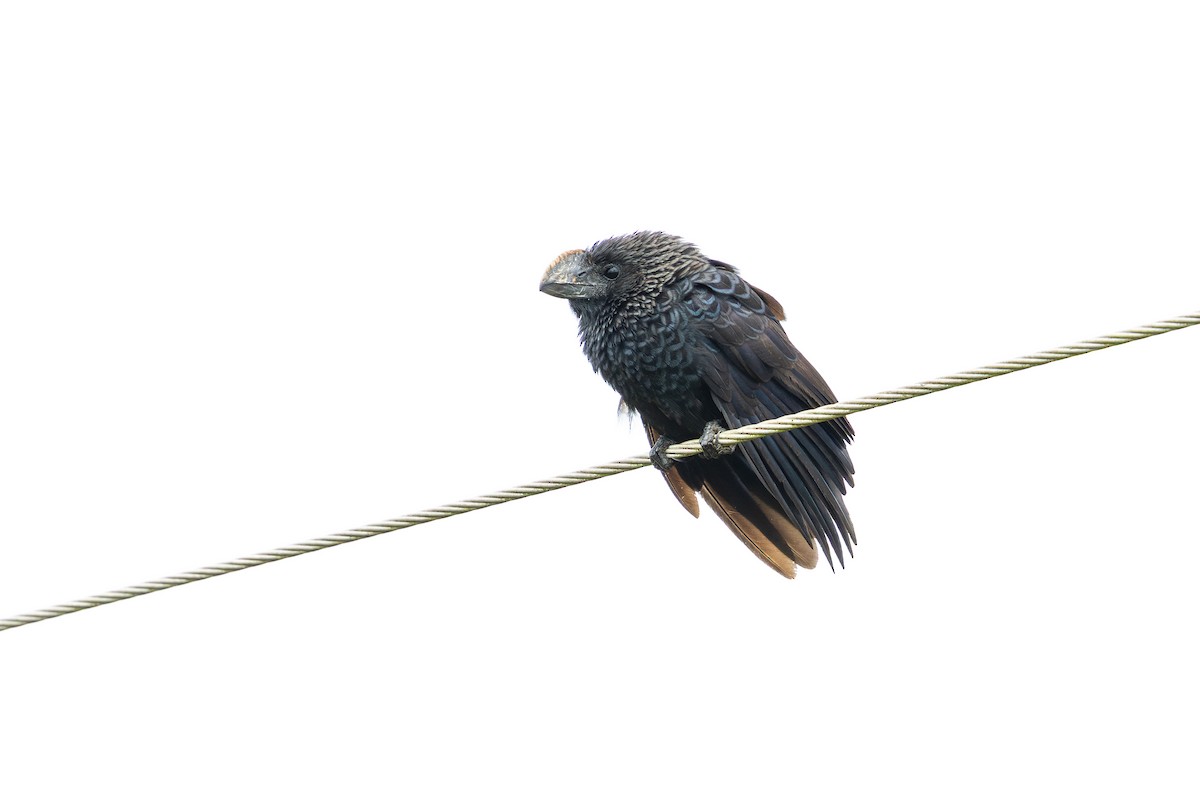 glattnebbani - ML644986905