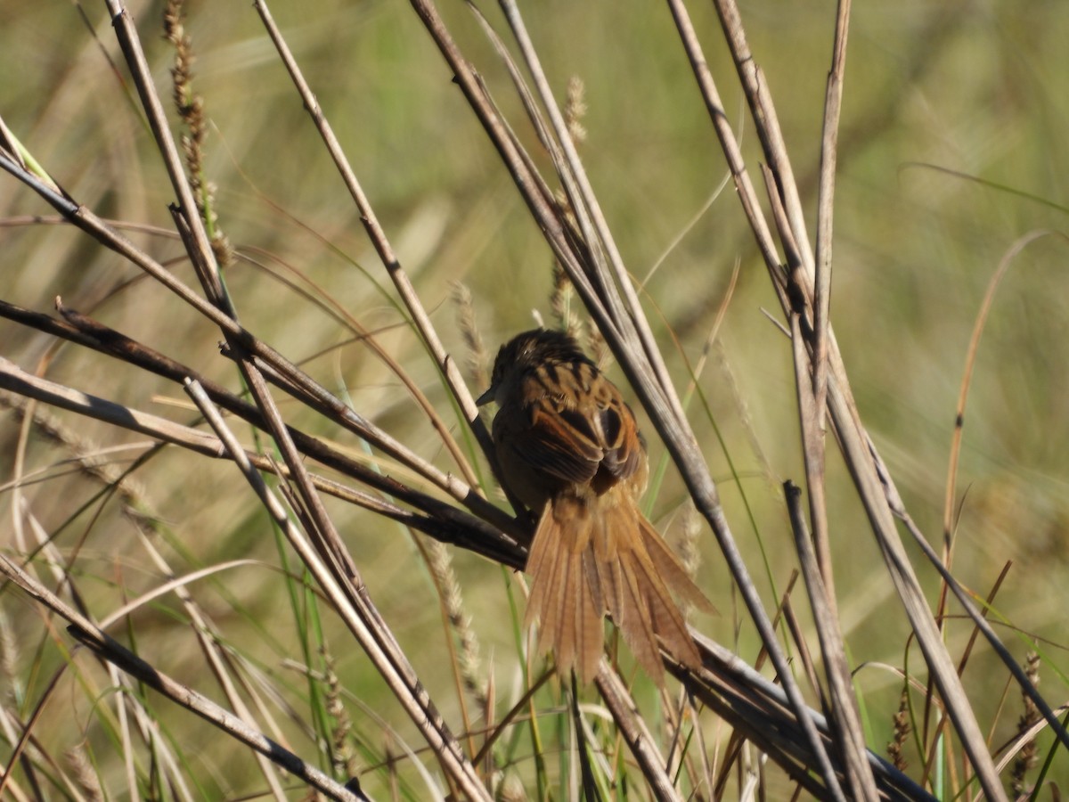 nymfesanger - ML644986906