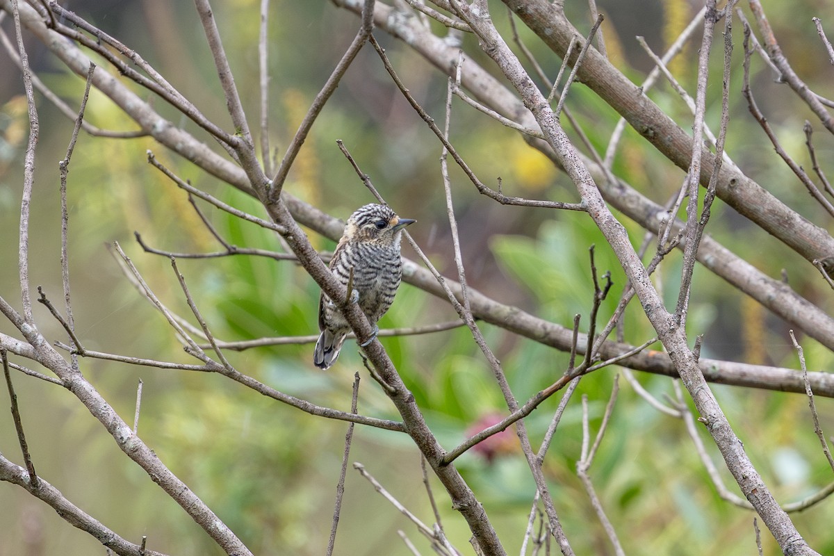 Carpinterito Variable - ML644986914