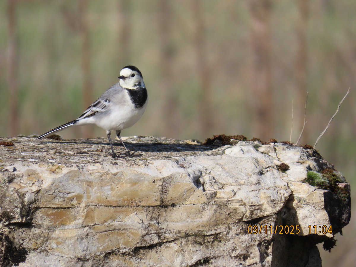 White Wagtail - ML644986929