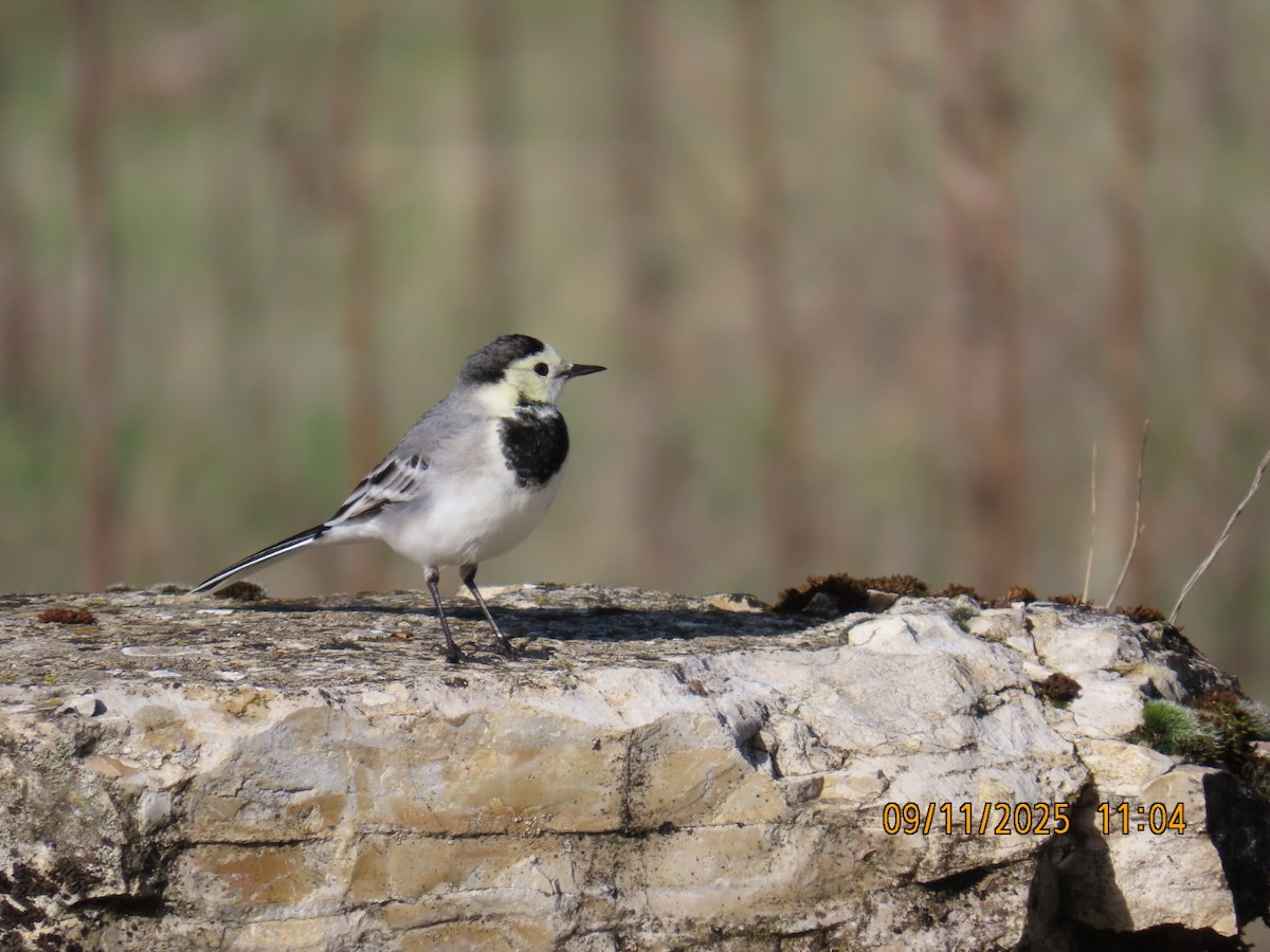 White Wagtail - ML644986930