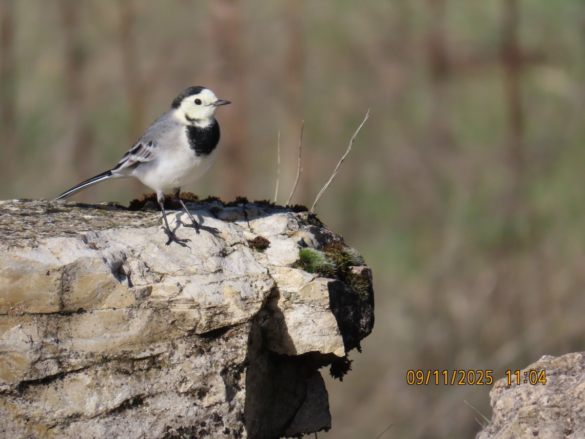 White Wagtail - ML644986931