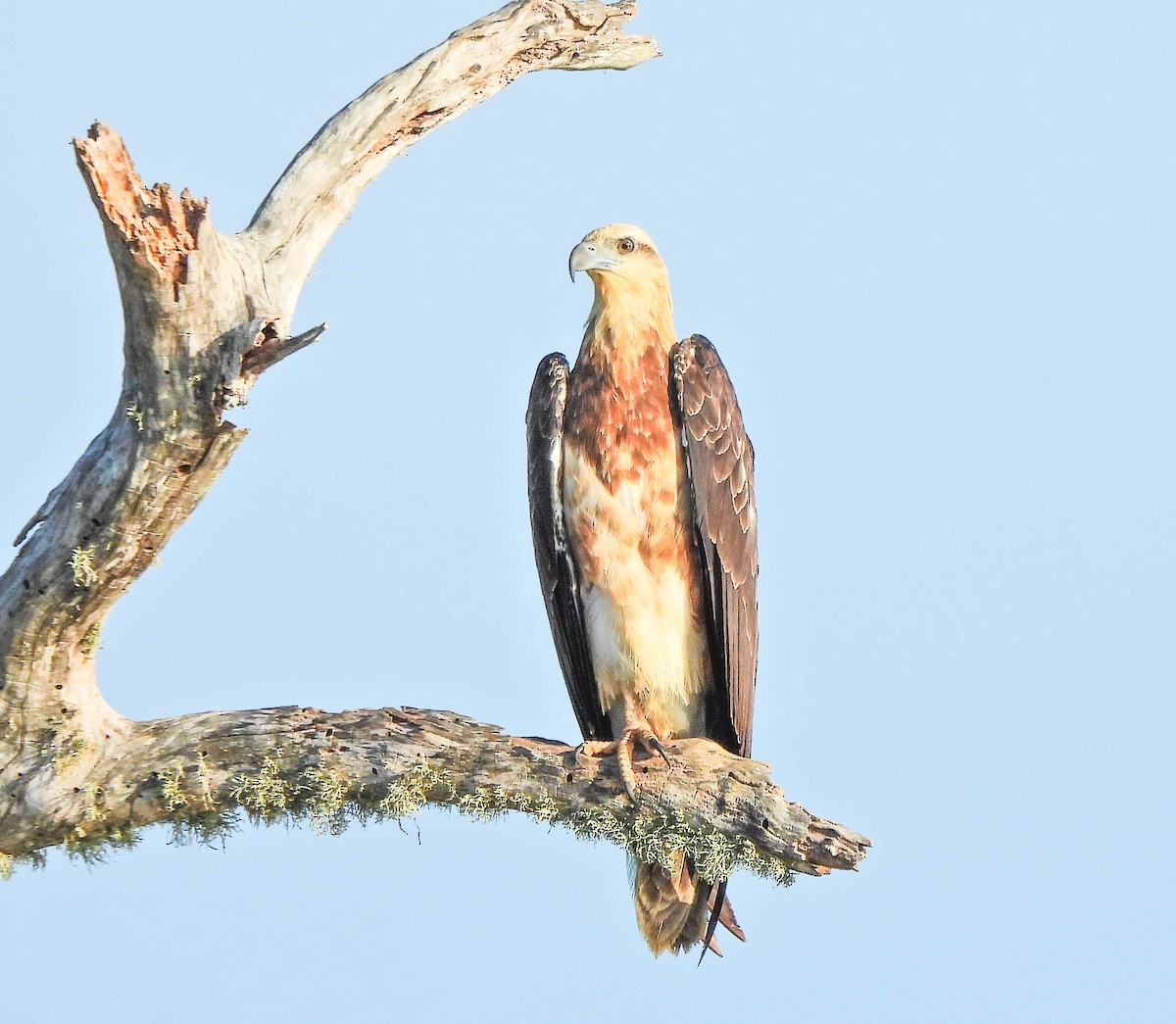 Gray-headed Fish-Eagle - ML644986933