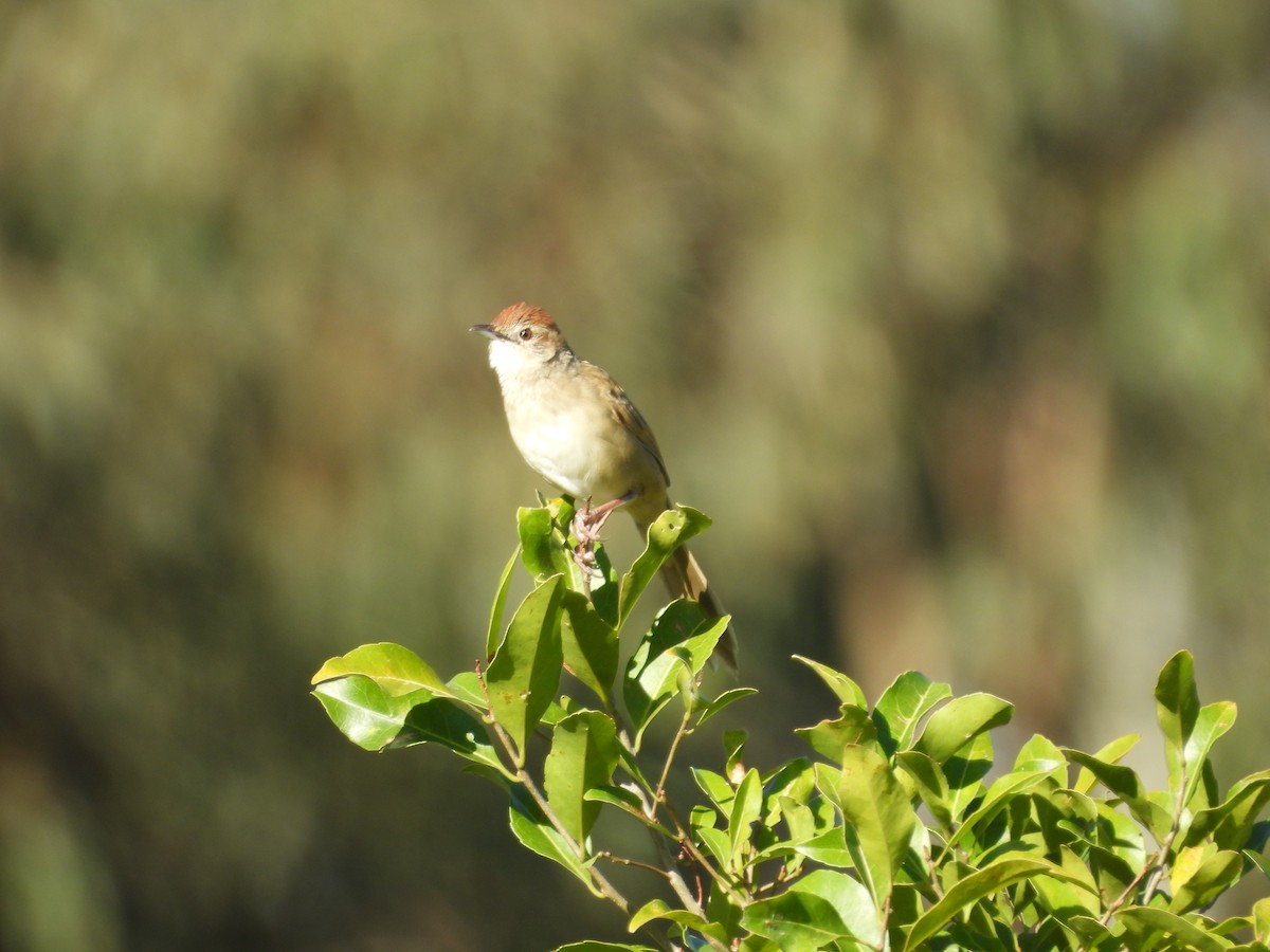 nymfesanger - ML644986937