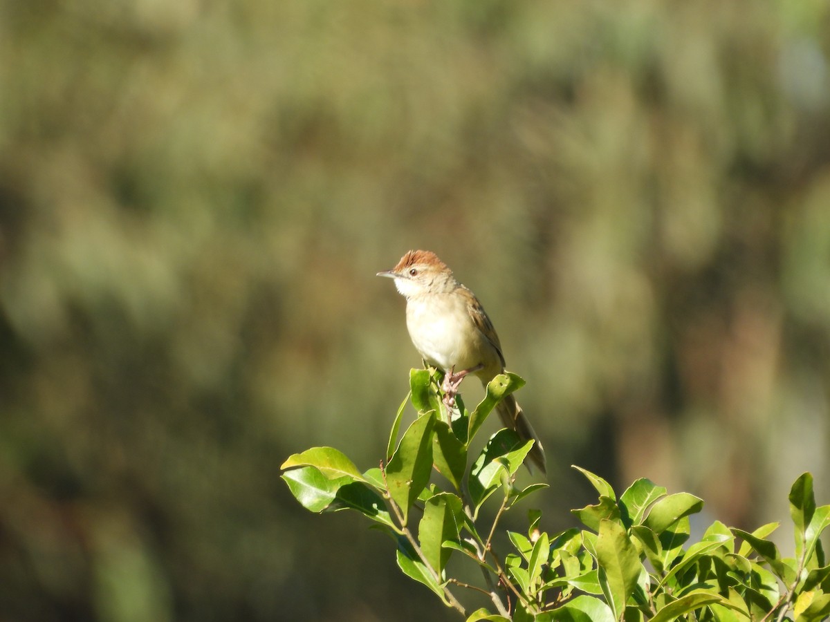 nymfesanger - ML644986941