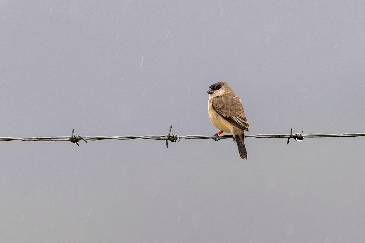 Pearly-bellied Seedeater - ML644986943