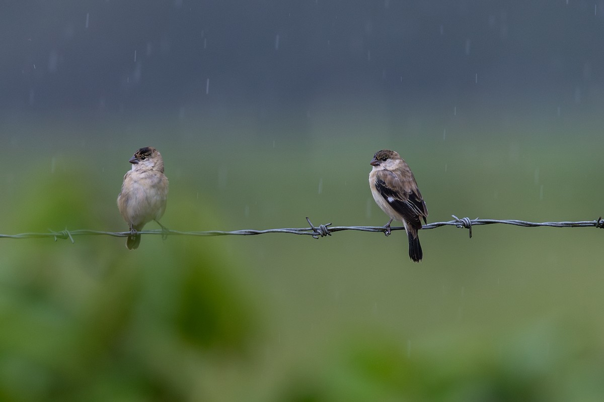 Pearly-bellied Seedeater - ML644986944