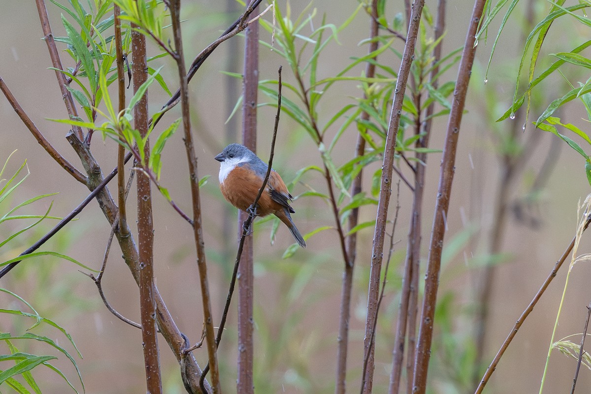 Marsh Seedeater - ML644986950