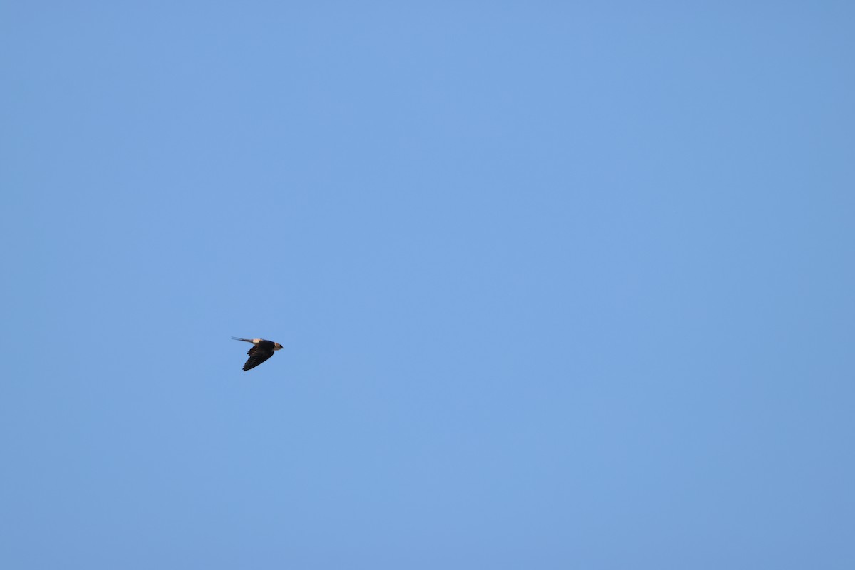 Greater Striped Swallow - ML644986951