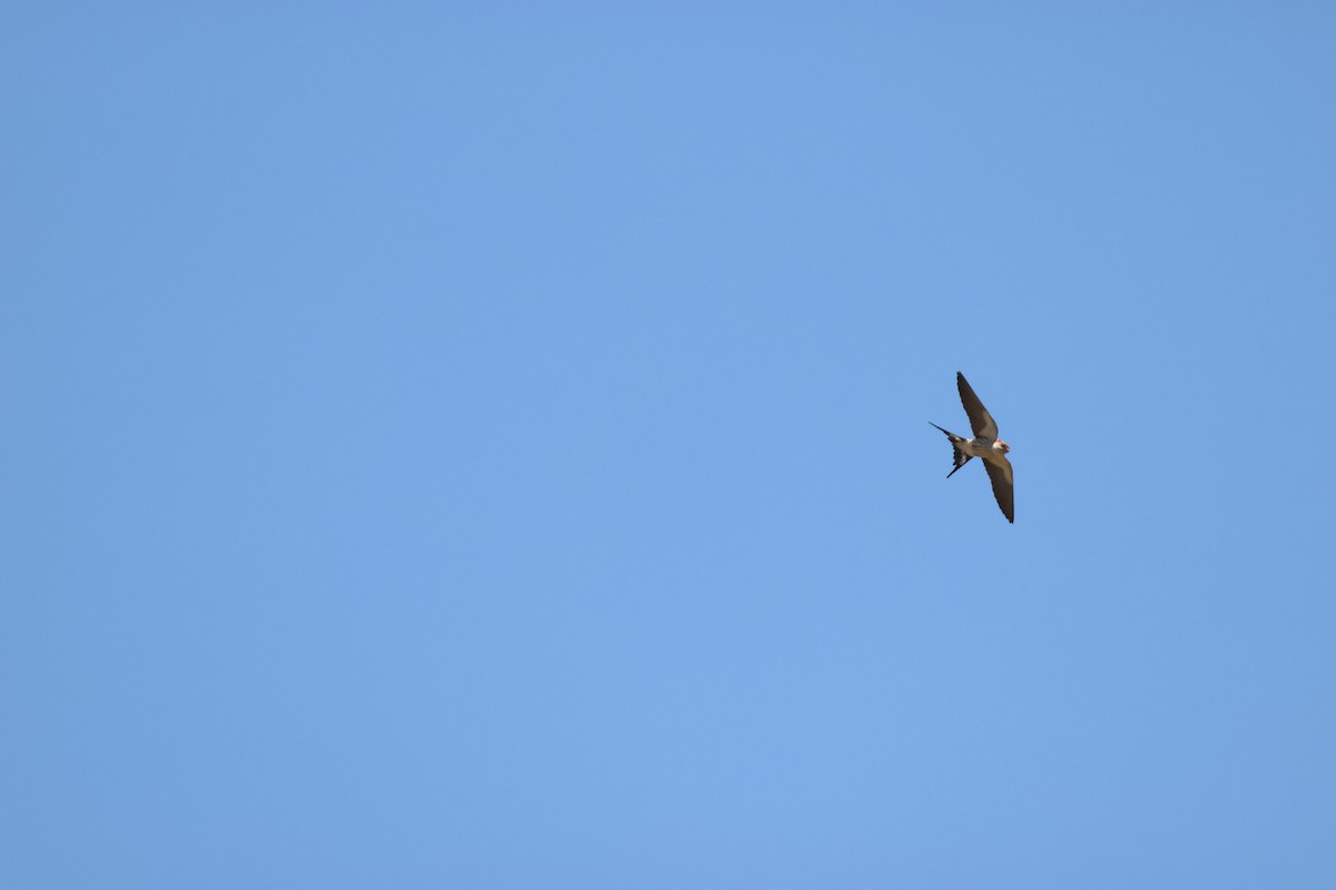 Greater Striped Swallow - ML644986953