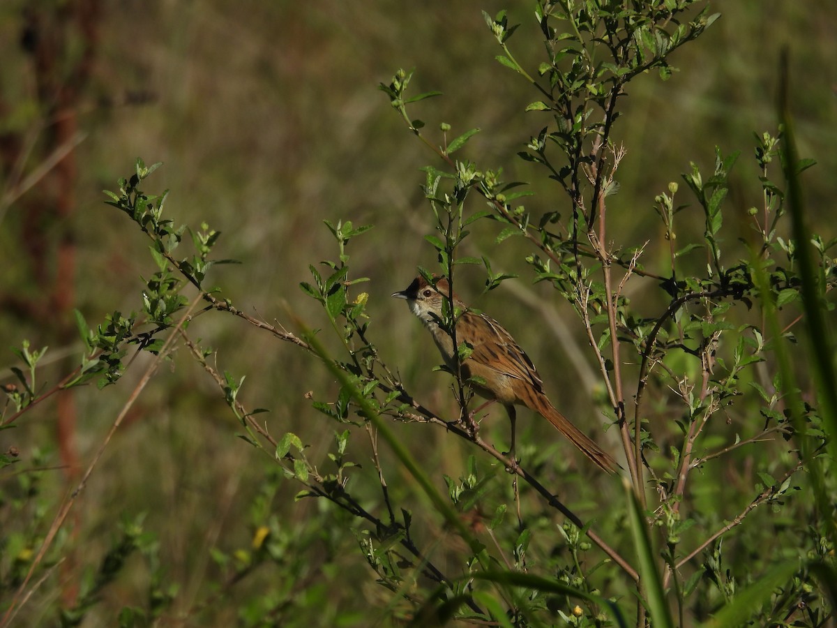 nymfesanger - ML644986954