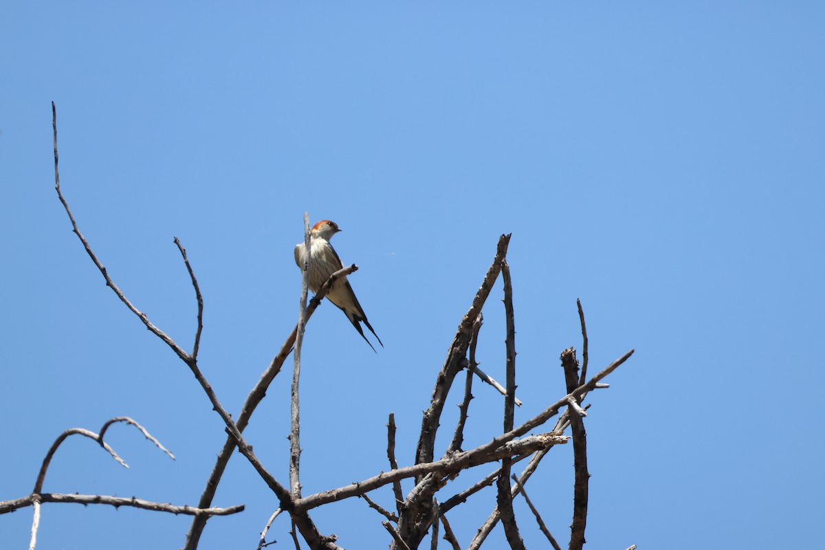 Greater Striped Swallow - ML644986955