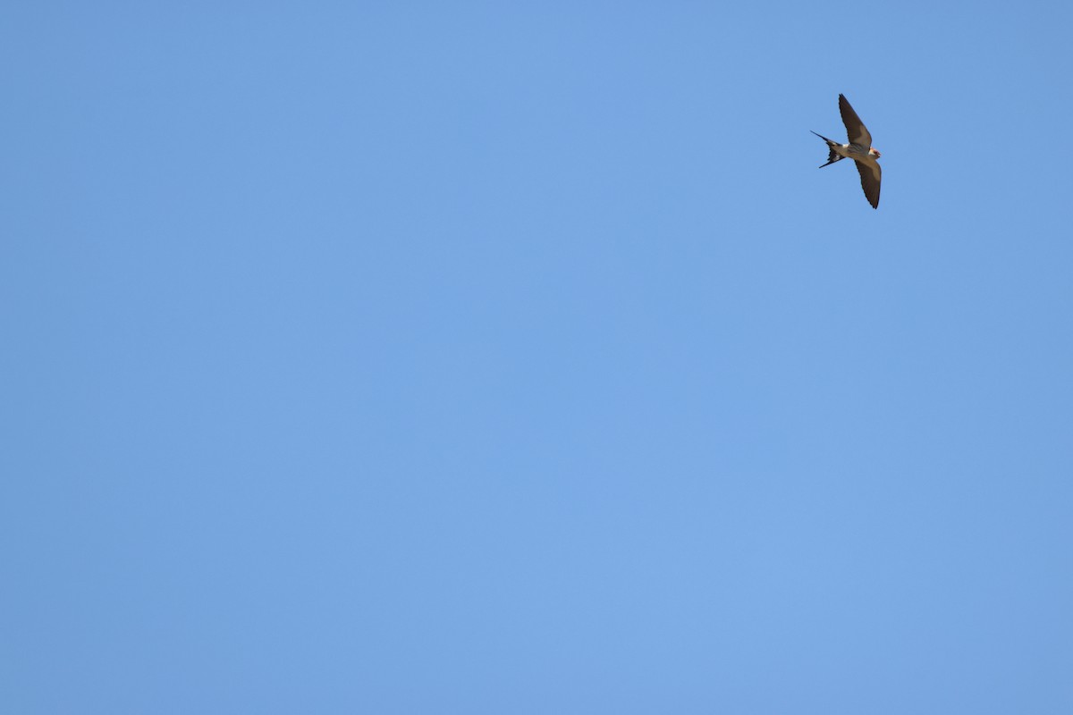 Greater Striped Swallow - ML644986956