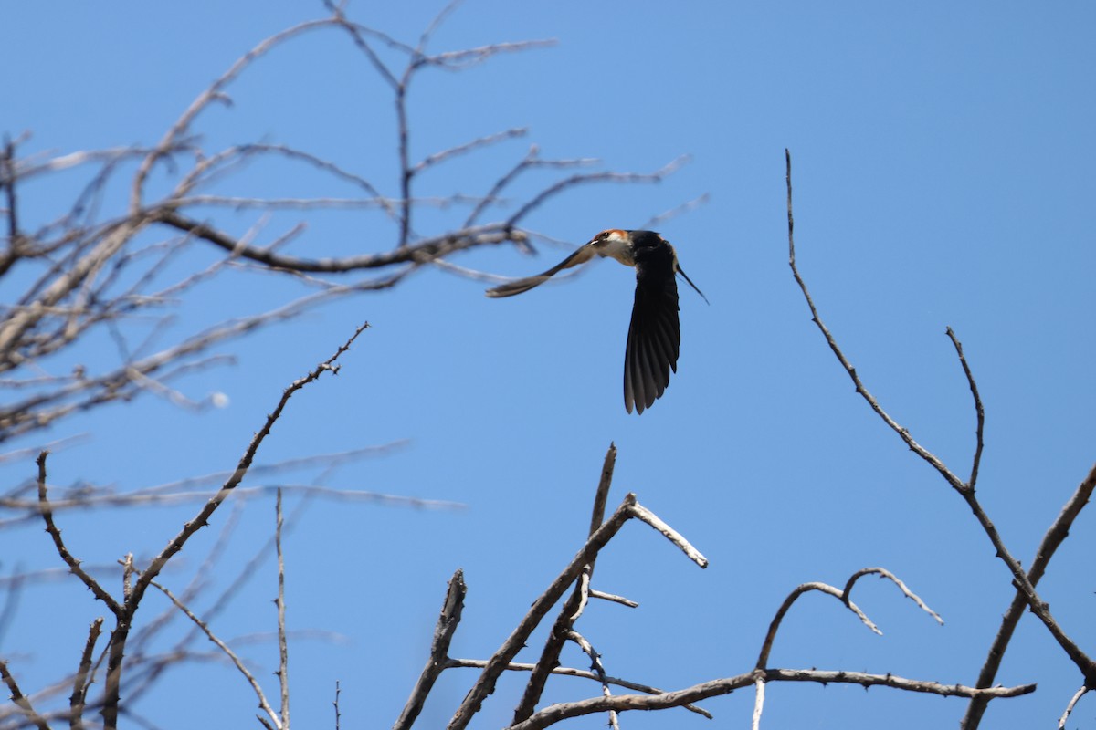 Greater Striped Swallow - ML644986958
