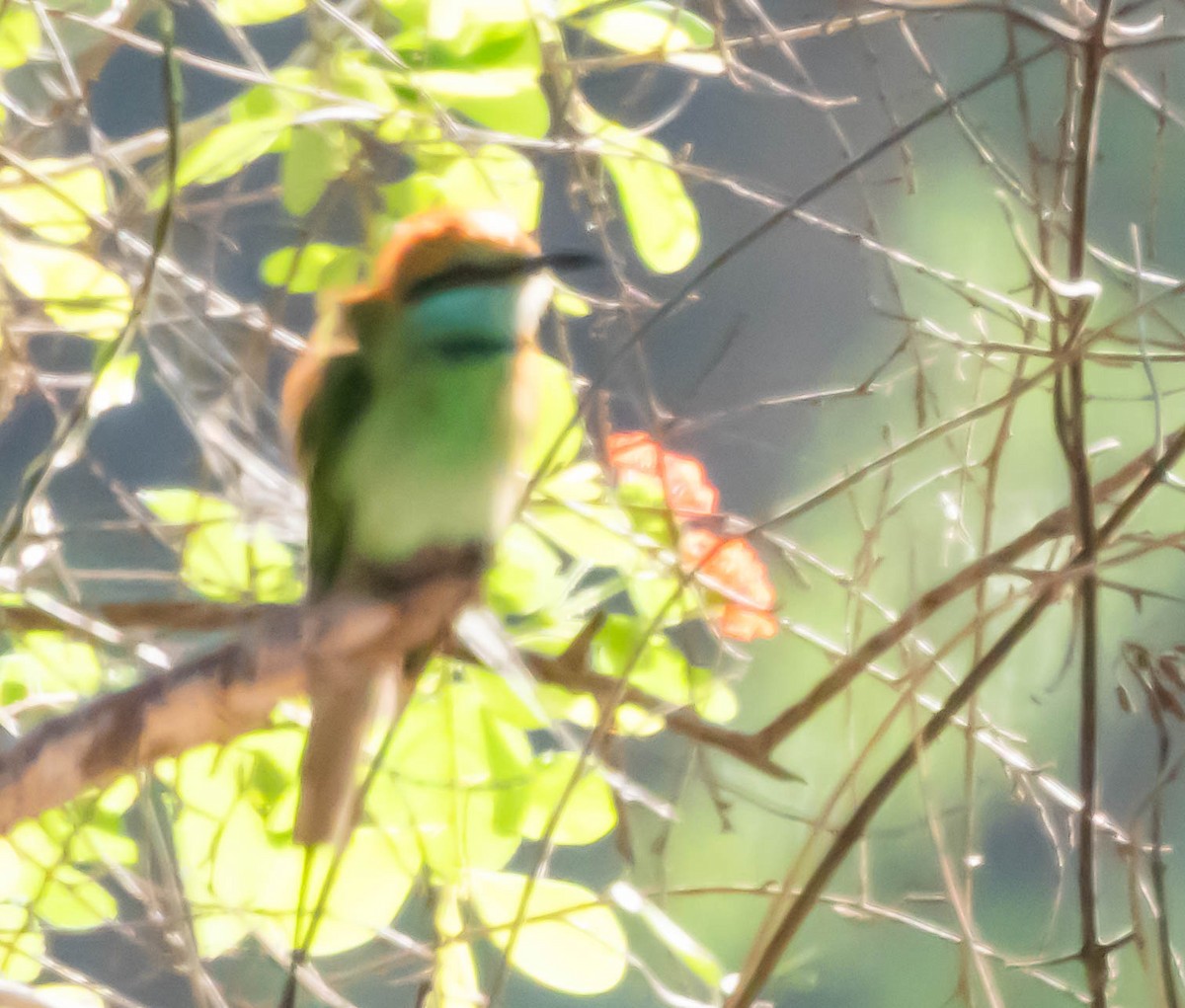 Asian Green Bee-eater - ML644986963
