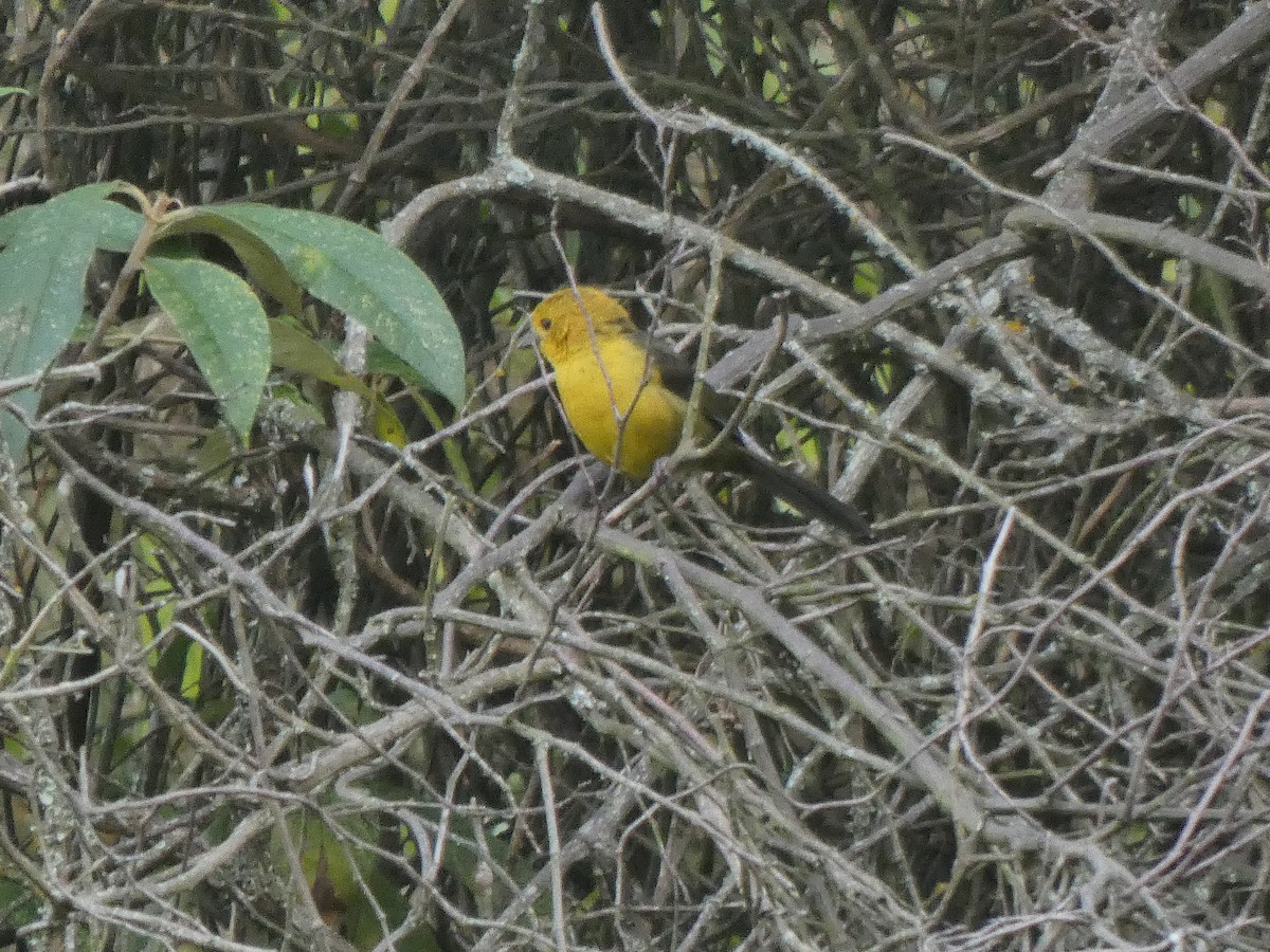 Yellow-headed Brushfinch - ML644986964