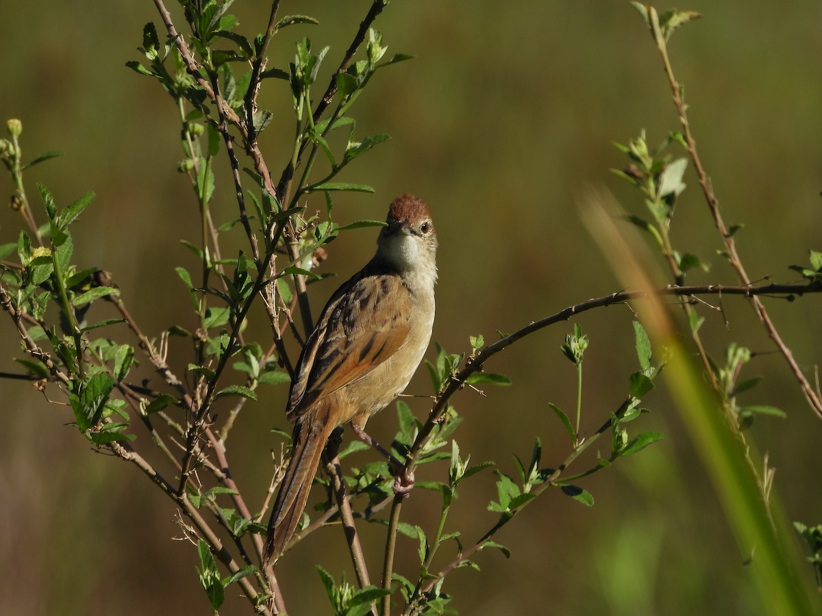 nymfesanger - ML644986967