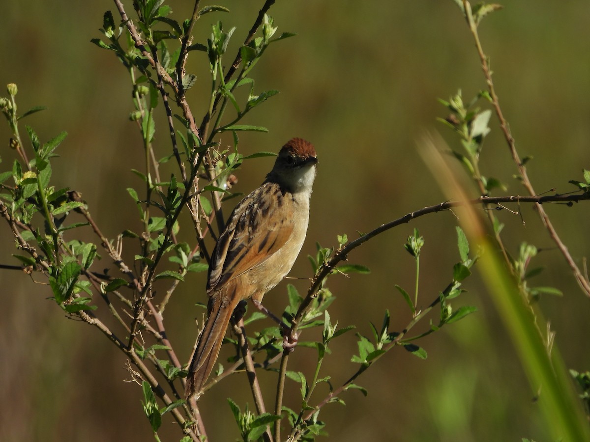 nymfesanger - ML644986973