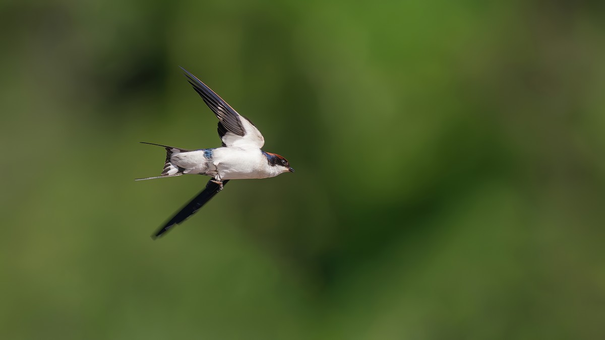 Wire-tailed Swallow - ML644986980