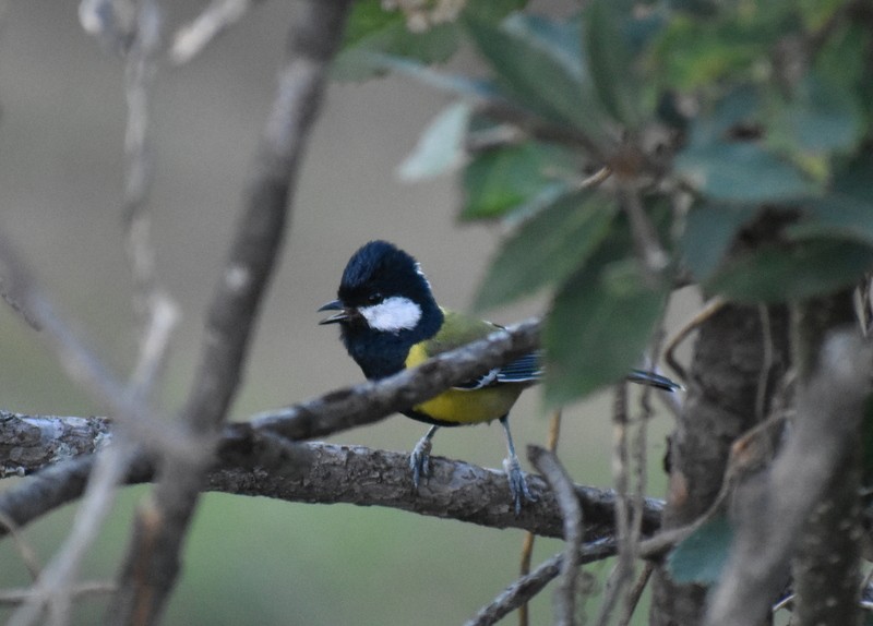 Carbonero Dorsiverde - ML644986988