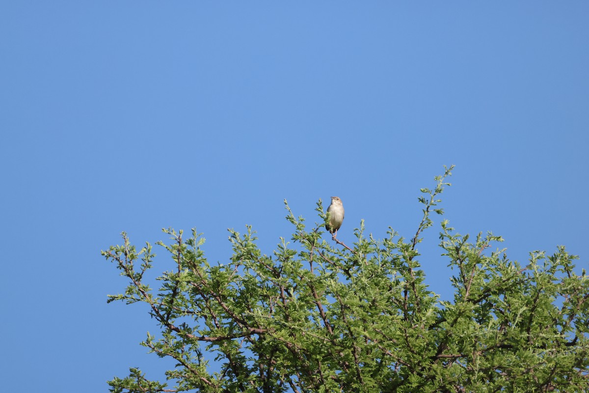 Rattling Cisticola - ML644986991