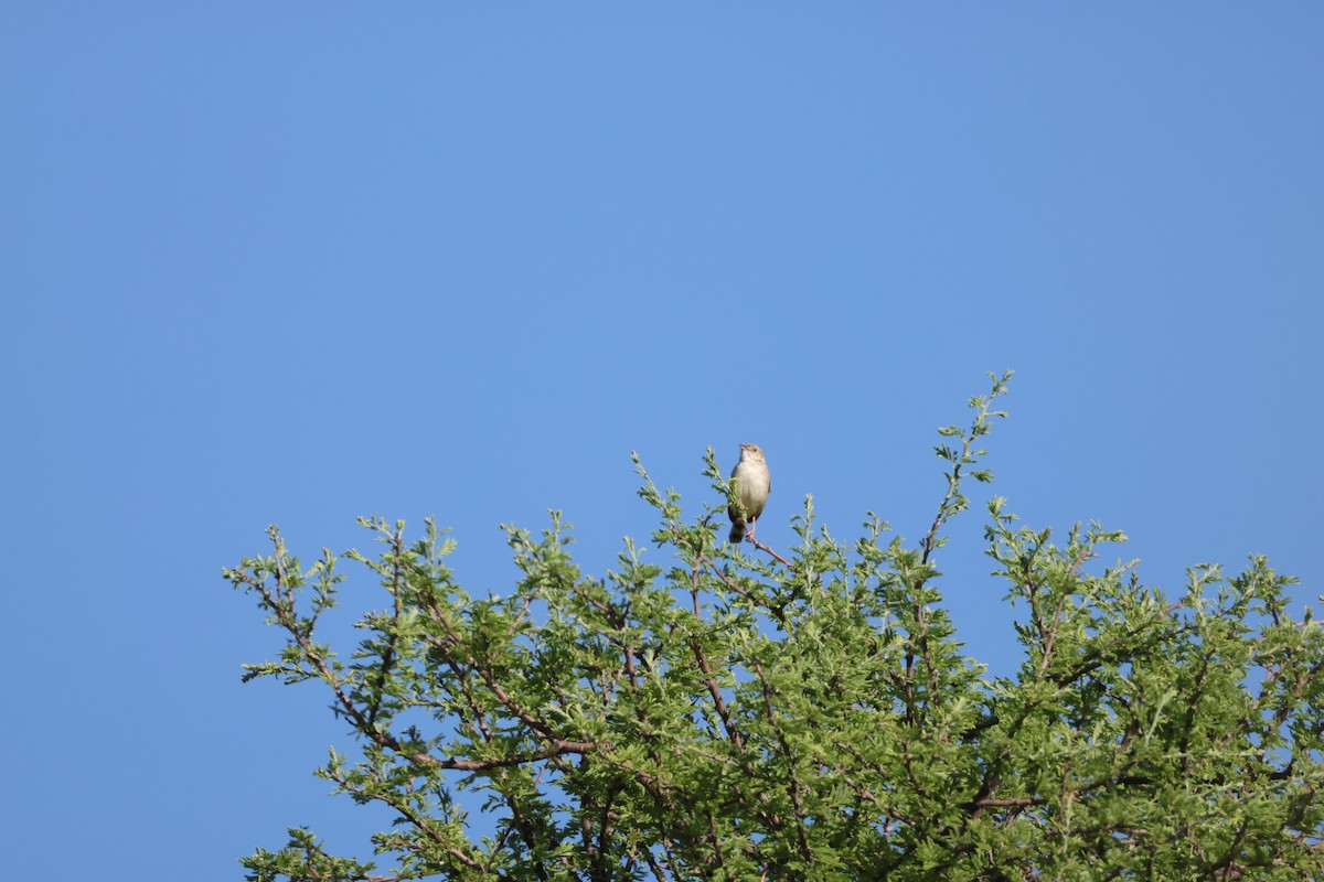 Rattling Cisticola - ML644986992