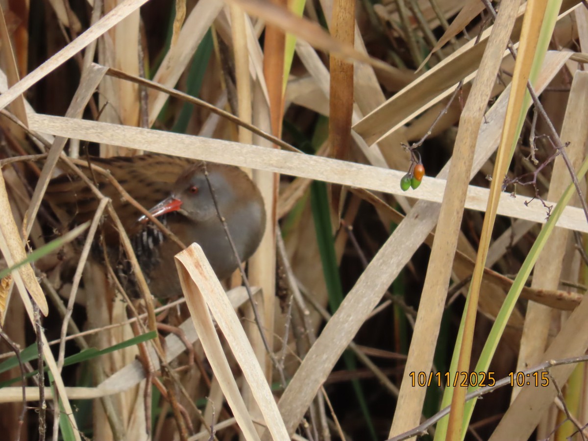 Water Rail - ML644986994