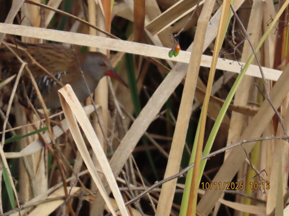 Water Rail - ML644986995