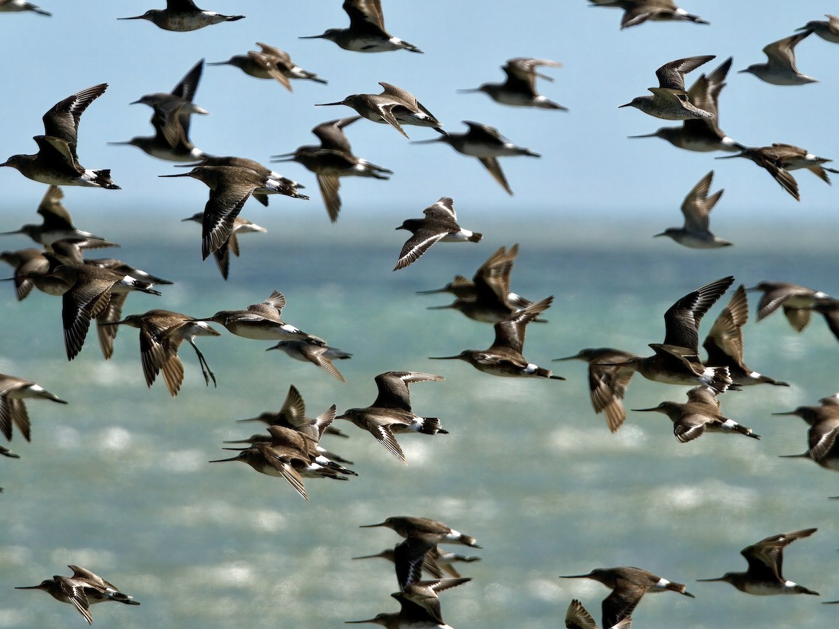 jespák příbojový - ML644986996