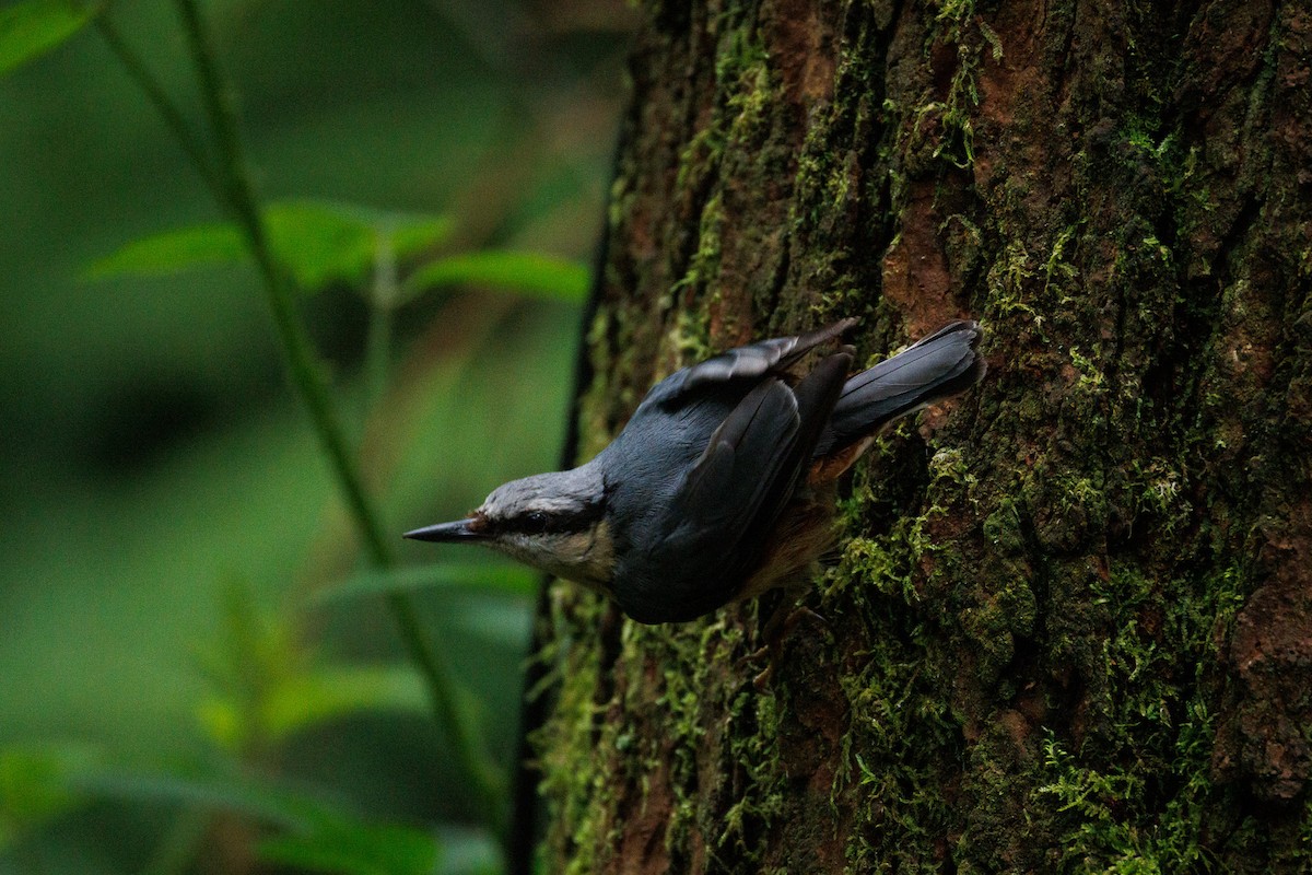 Eurasian Nuthatch - ML644987001