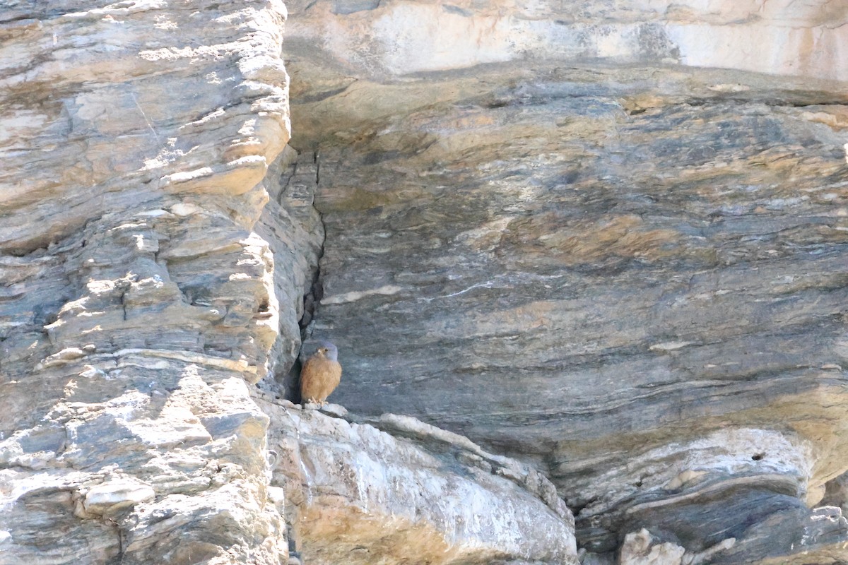 Скальная пустельга - ML644987002