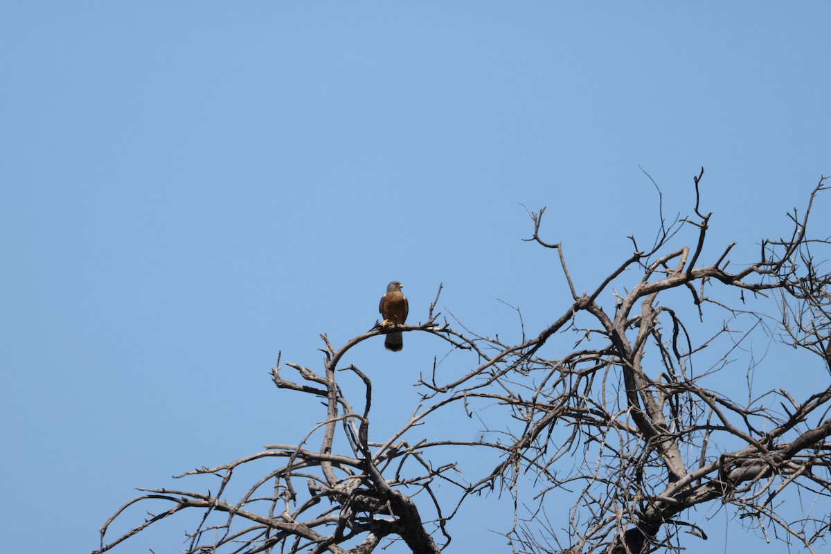 Скальная пустельга - ML644987003
