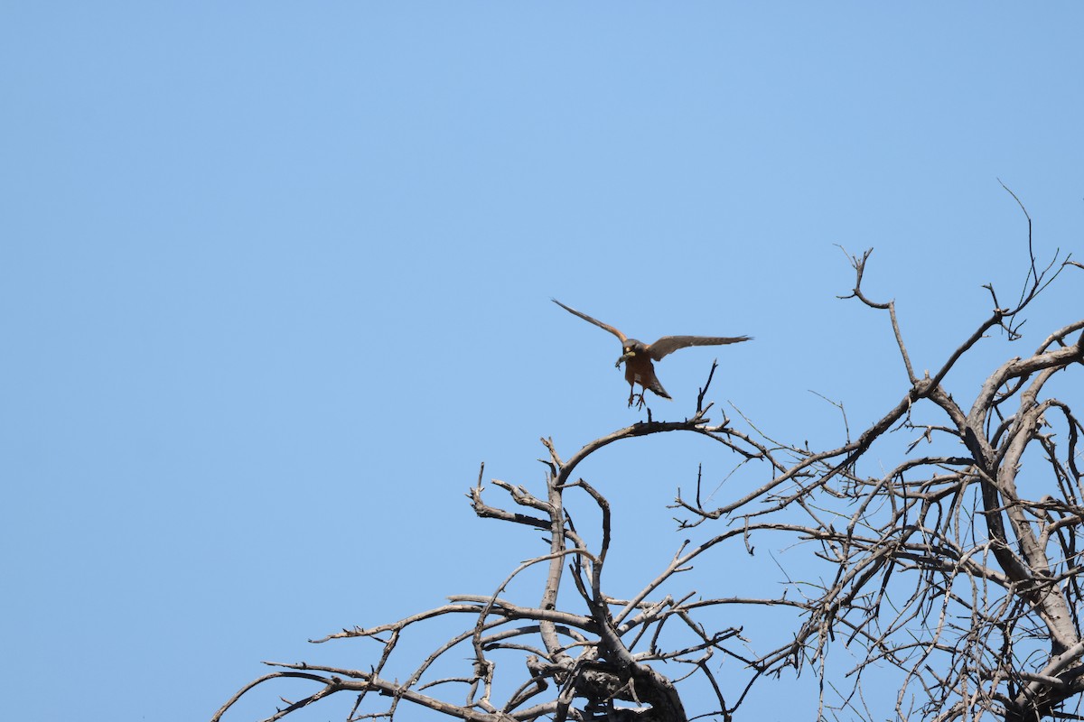 Скальная пустельга - ML644987004