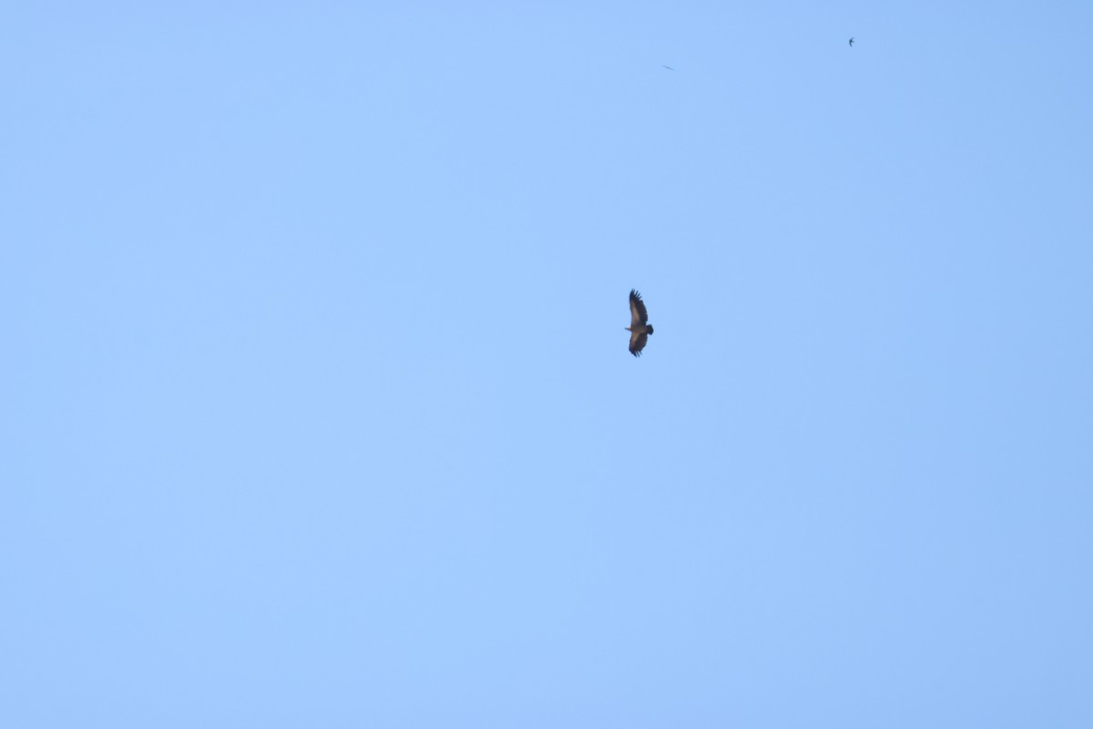 White-backed Vulture - ML644987019